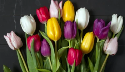 ISKRENE ČESTITKE OB DNEVU ŽENA