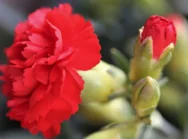 Čestitamo vam za prvi maj!