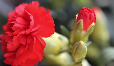 Čestitamo vam za prvi maj!