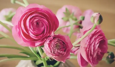 Čestitamo vam ob dnevu žena