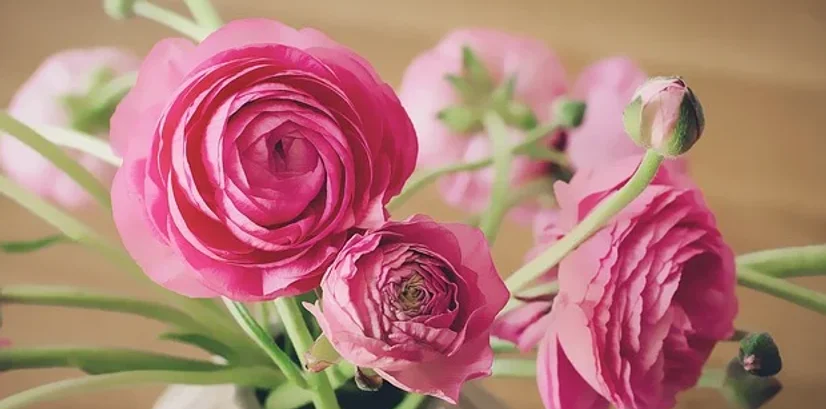 Čestitamo vam ob dnevu žena